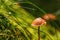 Selective focus of a Rickenella fibula on the ground covered in mosses under the sunlight