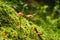 Selective focus of a Rickenella fibula on the ground covered in mosses under the sunlight