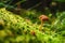 Selective focus of a Rickenella fibula on the ground covered in mosses under the sunlight