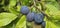 selective focus. Ripe blue violet plums in the plum orchard. Farming with light background. many ripe fruits in the plantation.