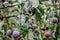 Selective focus of ripe European plums hanging from tree branches with pointy green leaves