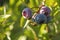 A selective focus of ripening blueberries on the bush