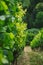 selective focus of rows of green vineyard