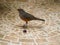 selective focus of a rufous bellied thrush (Turdus rufiventris) on the ground beside a grape
