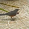 selective focus of a rufous bellied thrush (Turdus rufiventris) on the ground beside a grape