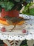selective focus of a rufous bellied thrush (Turdus rufiventris) standing on a plate with grapes