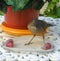 selective focus of a rufous bellied thrush (Turdus rufiventris) standing on a plate with grapes