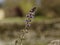 Selective focus of Salvia farinacea blue in the garden, Beautiful colorful purple flowers