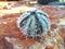 Selective focus of sea urchin on the red rock, top view of sea life animal