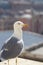 Selective focus of a seagull under the sunlight with a blurry background