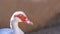Selective focus Self-raised duck white with red head plumage, close-up, copy space for text, home farm and organic food