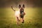 Selective focus shot of an adorable Belgian malinois puppy playing with a ball