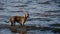 Selective focus shot of an adorable brown dog in the sea