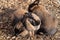 Selective focus shot of adorable brown rabbits cuddling together