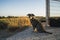 Selective focus shot of an adorable dog under a blue sunny sky