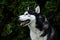 Selective focus shot of an adorable husky on a blurred background