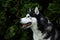 Selective focus shot of an adorable husky on a blurred background