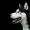 Selective focus shot of an adorable husky on a dark background