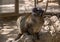 Selective focus shot of an adorable mongoose lemur sitting on a rock