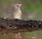 Selective focus shot of adorable Northern cardinal perched on log on the lake and its reflection