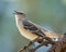 Selective focus shot of an adorable Northern mockingbird singing while perched on a branch
