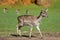 Selective focus shot of an adorable small fawn