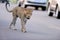 Selective focus shot of an African leopard walking on the street among the cars