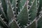 Selective focus shot of agave titanota leaves