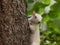 Selective focus shot of an albinos squirrel on a tree