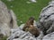 Selective focus shot of Alpine marmots on the rocks