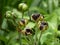 Selective focus shot of Amaryllis seed pods and seeds