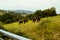 Selective focus shot of amazing black horses in the farmland in Basque Country, Spain