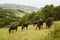 Selective focus shot of amazing black horses in the farmland in Basque Country, Spain