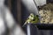 Selective focus shot of American goldfinch birds on a feeder having lunch