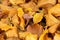 Selective focus shot of an Amethyst Deceiver mushroom surrounded by yellow leaves