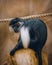 Selective focus shot of Angola colobus (Colobus angolensis) perched on a wooden stump