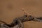 Selective focus shot of The Arabian toad-headed agama