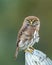 Selective focus shot of austral pygmy owl (Glaucidium nana)