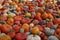 Selective focus shot of autumn harvest of various pumpkins