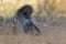 Selective focus shot of a baby baboon sleeping on its mother