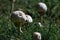 Selective focus shot of backyard mushrooms