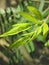 Selective focus shot of Bambusa vulgaris leaves