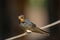 Selective focus shot of a Barn swallow on a rope
