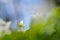 Selective focus shot of a beautiful anemone flower with a blurred background