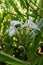 Selective focus shot of  beautiful blooming Hedychium coronarium