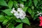 Selective focus shot of beautiful blooming Pentas lanceolata