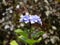 Selective focus shot of beautiful blue hydrangea - perfect for wallpaper