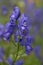 Selective focus shot of a beautiful blue monkshood flower
