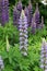 Selective focus shot of beautiful bluebonnets blooming in a field