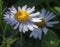 Selective focus shot of a beautiful chamomile flower with dewdrops in a field